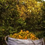 A large basket filled with oranges in an orchard