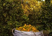 A large basket filled with oranges in an orchard