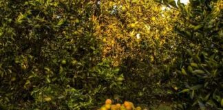 A large basket filled with oranges in an orchard