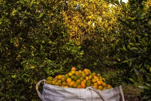 shutterstock_2480124915 (1).jpg A large basket filled with oranges in an orchard